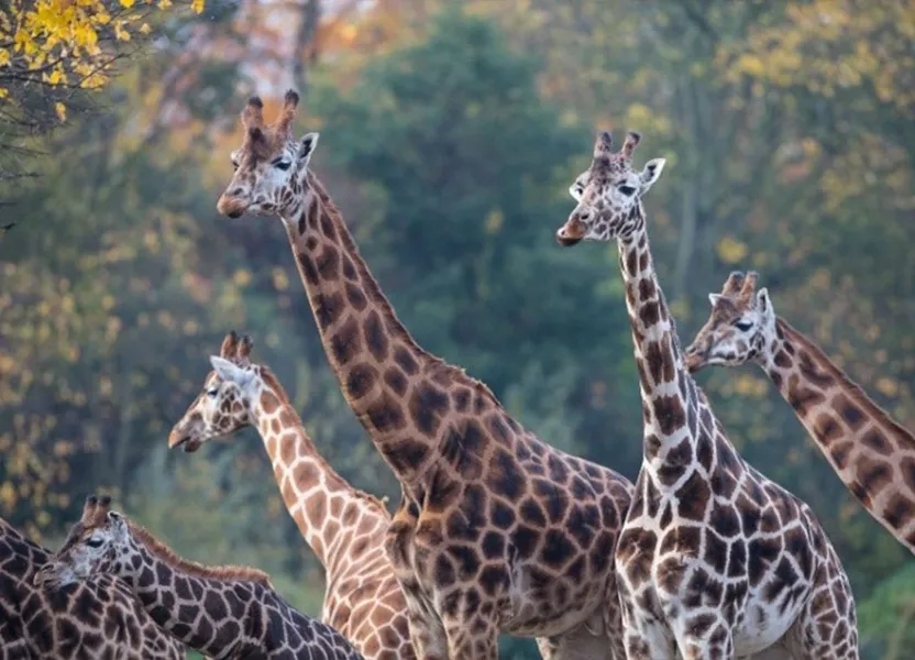 Zoo